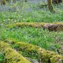 Mossy Log